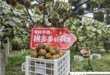 秦岭北麓的县城承包了你秋天的“第一次特区盛宴”。_小白号