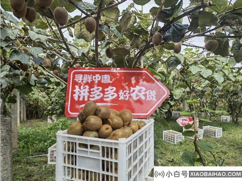 秦岭北麓的县城承包了你秋天的“第一次特区盛宴”。-小白号