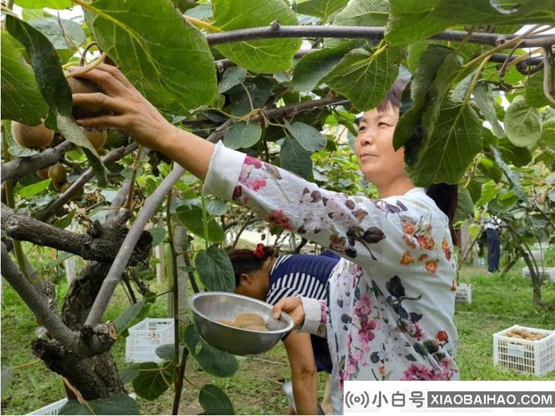 秦岭北麓的县城承包了你秋天的“第一次特区盛宴”。-小白号
