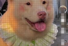 如何上传Tik Tok画作的照片?Tik Tok绘画制作流程分享(如何在Tik Tok上制作摄影集)_小白号